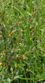 Wiśnia karłowata (Wisienka stepowa) -Prunus fruticosa