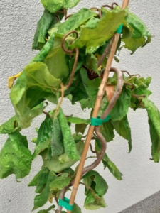 Leszczyna pospolita 'Contorta' - Corylus avellana