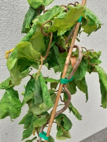 Leszczyna pospolita 'Contorta' - Corylus avellana