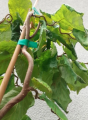 Leszczyna pospolita 'Contorta' - Corylus avellana