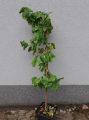 Leszczyna pospolita 'Contorta' - Corylus avellana
