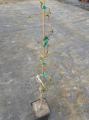 Leszczyna pospolita 'Contorta' - Corylus avellana