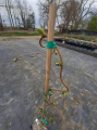 Leszczyna pospolita 'Contorta' - Corylus avellana