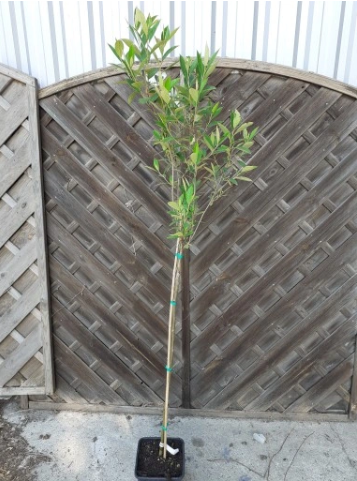 Świdośliwa kanadyjska 'Rainbow Pillar' - Amelanchier canadensis