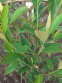 Świdośliwa kanadyjska 'Rainbow Pillar' - Amelanchier canadensis