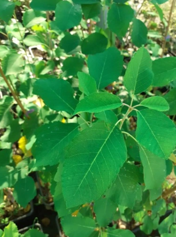 Świdośliwa olcholistna 'Obelisk' - Amelanchier alnifolia