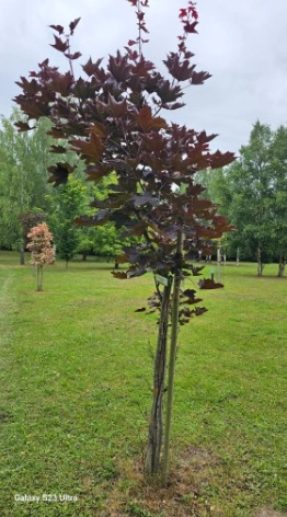 Klon zwyczajny Royal Red - Acer platanoides