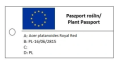 Klon zwyczajny Royal Red - Acer platanoides