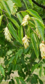 Chmielograb europejski - Ostrya carpinifolia
