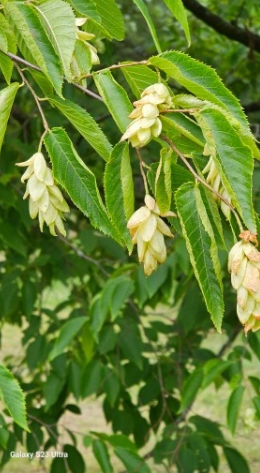 Chmielograb europejski - Ostrya carpinifolia