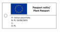 Chmielograb europejski - Ostrya carpinifolia