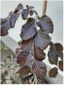 Buk zwyczajny 'Black Swan' - Fagus sylvatica