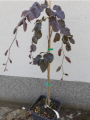 Buk zwyczajny 'Black Swan' - Fagus sylvatica