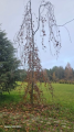 Buk zwyczajny 'Black Swan' - Fagus sylvatica