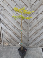 Buk zwyczajny 'Sandrode' - Fagus sylvatica
