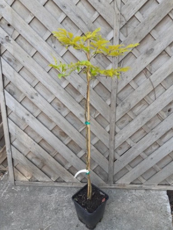 Buk zwyczajny 'Sandrode' - Fagus sylvatica