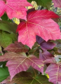Klon diabelski – Acer diabolicum