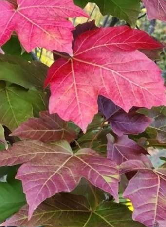 Klon diabelski – Acer diabolicum