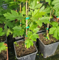 Klon diabelski – Acer diabolicum