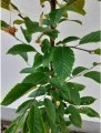Grab pospolity 'Fastigiata' ( kolumnowy) - Carpinus betulus