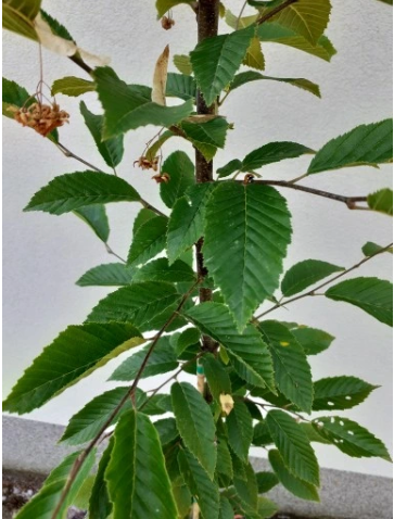 Grab pospolity 'Fastigiata' ( kolumnowy) - Carpinus betulus