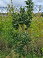 Jesion wyniosły 'Crispa' - Fraxinus excelsior
