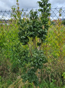 Jesion wyniosły 'Crispa' - Fraxinus excelsior
