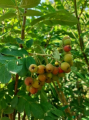 Jarząb jadalny 'Granatnaja' - Sorbus