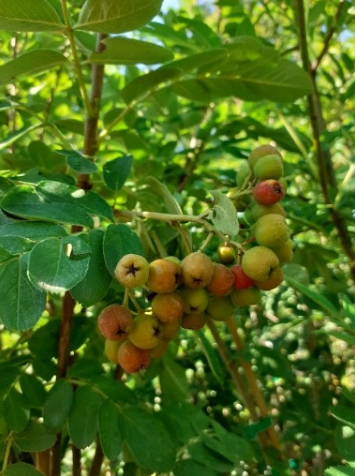 Jarząb jadalny 'Granatnaja' - Sorbus