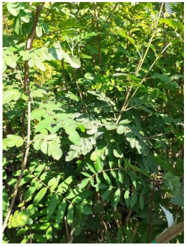 Jarząb jadalny Moravskaja Krupnopłodnaja - Sorbus