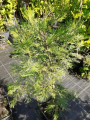 Cedrzyniec kalifornijski - Calocedrus decurrens