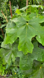 Klon wielkolistny - Acer macrophyllum
