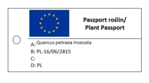 Dąb bezszypułkowy 'Insecata' - Quercus petraea