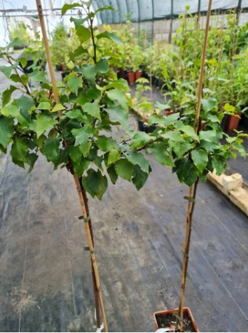 Brzoza brodawkowata 'Magical Globe' - Betula pendula