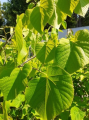 Lipa amerykańska 'Moltkei' - Tilia americana