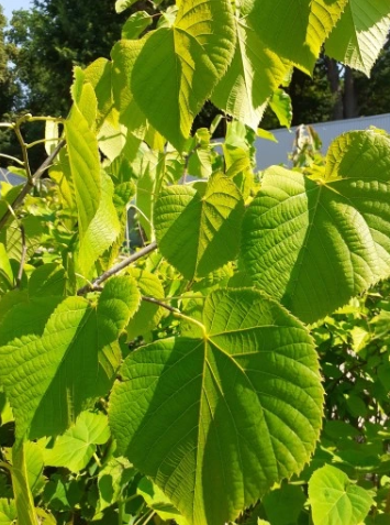 Lipa amerykańska 'Moltkei' - Tilia americana