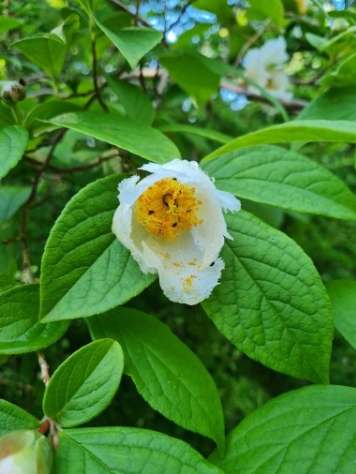Stewarcja kameliowa - Stewartia pseudocamellia
