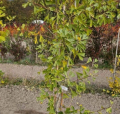 Ginkgo biloba 'Magnifica’- Miłorząb japoński