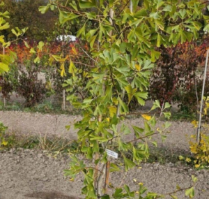 Ginkgo biloba 'Magnifica’- Miłorząb japoński