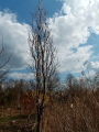 Liquidambar styraciflua 'Fastigiata'- Ambrowiec amerykański