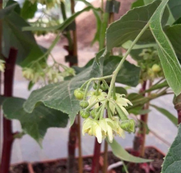 Lipa Maksymowicza – Tilia maximowicziana