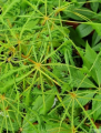 Kasztanowiec pospolity 'Laciniata'-Aesculus hippocastanum