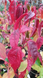 Kalina herbaciana - Viburnum setigerum