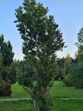 Dąb Ware'a 'Regal Prince'-Quercus x warei, kolumna