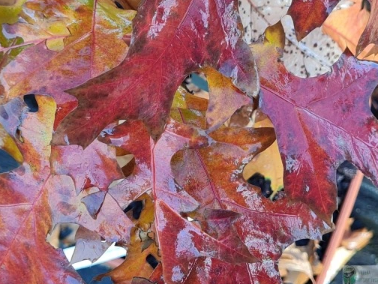 Dąb błotny 'Isabelle'-Quercus palustris