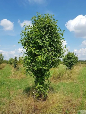 Jarząb brekinia 'Fastigiata'- Sorbus torminalis