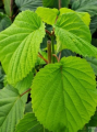 Dawidia chińska-Davidia involucrata