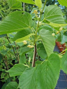 Lipa wonna (miododajna)- Tilia insularis
