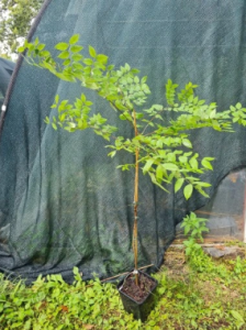 Kłęk kanadyjski - Gymnocladus dioicus
