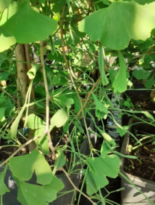 Miłorząb japoński 'Korinek' - Ginkgo biloba